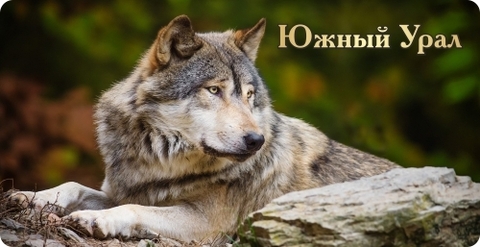 Урал Сувенир - Кружка Южный Урал №0009 Волк лежит