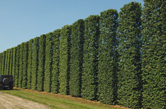 Граб березолистный carpinus betulus