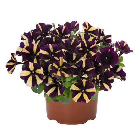 32270 Петуния PEPPY BEE (SMARTUNIA WINDMILL BLACK) (ОСЕНЬ 2025)