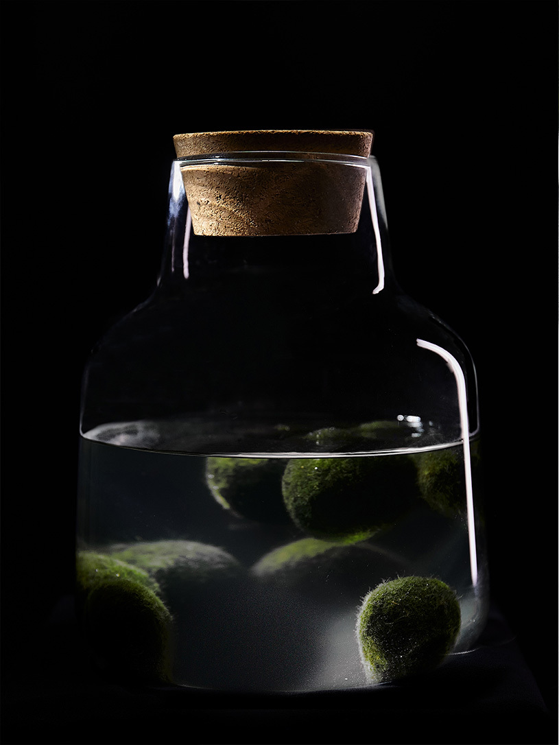 Moss ball pet в вазе / мини аквариум HEIS. Флорариумы и экосистемы