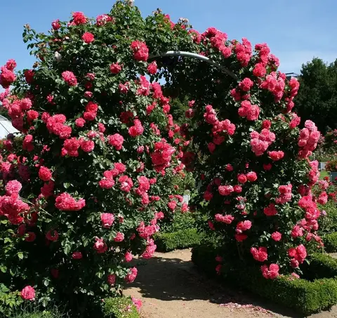 Розариум Ютерсен (Rosarium Uetersen)