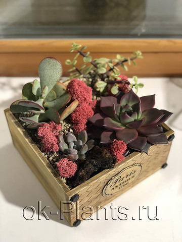 Композиция из суккулентов 