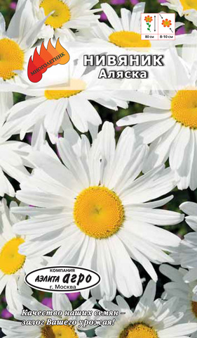Семена Нивяник Аляска. Мнг