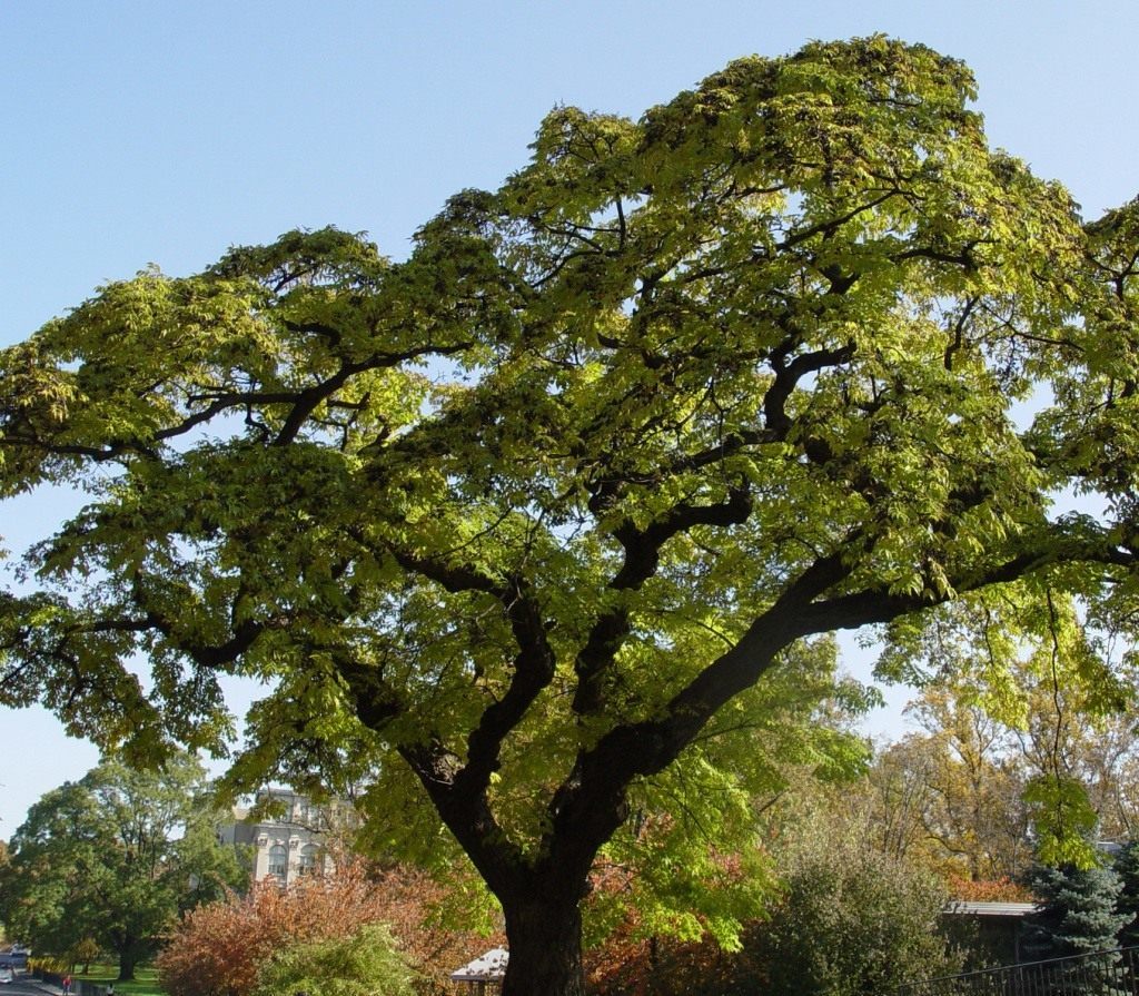 Саженцы Бархат Амурский Phellodendron amurense