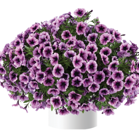 32240 Петуния CASCADIAS Purple Ice (Весна 2026)