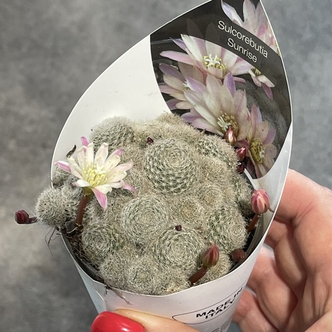 Сулкоребуция Санрайз