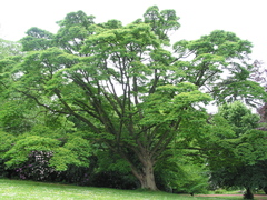 Бархат амурский Phellodendron amurense