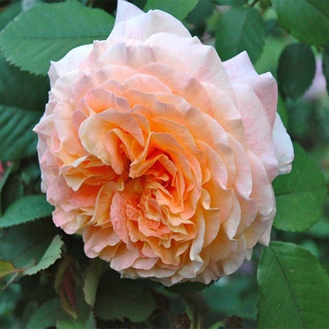 Кицуна(Kizuna)