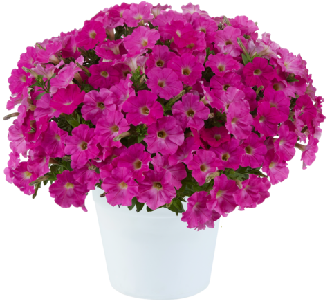 32203 Петуния CAPELLA ROSE (ОСЕНЬ 2025)