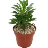 Живой суккулент Pachypodium Saundersii (Пахиподиум Сандерса) в горшке с грунтом