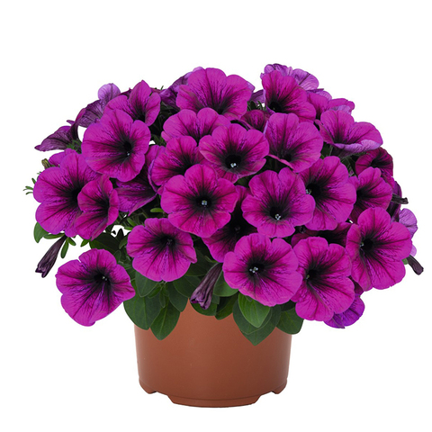 32321 Петуния SWEETUNIA PURPLE 2024 (ОСЕНЬ 2025)