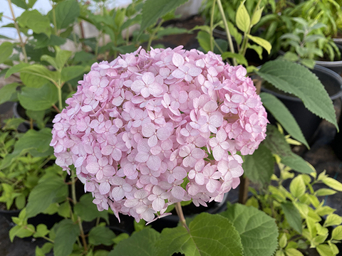 Гортензия древовидная СВИТ АНАБЕЛЬ (Hydrangea arborescens 