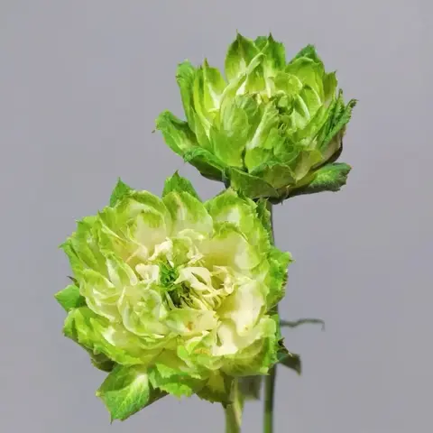 Вегги(Veggie)