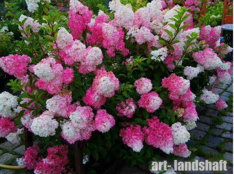 Гортензия метельчатая ФРАЙЗ МЕЛЬБА (Hydrangea paniculata «Fraise Melba») (ЗКС)