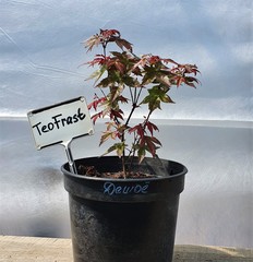 Teofrast Клен дланевидный acer palmatum сорт deshojo