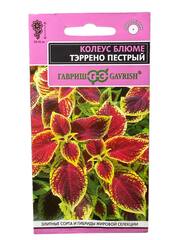 Колеус Тэррено пестрый (Гавриш)