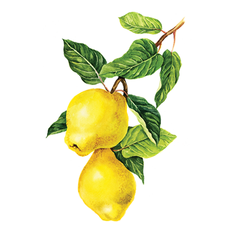 Сироп Айва ProffSyrup