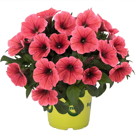 32299 Петуния POTUNIA CORAL (ОСЕНЬ 2025)