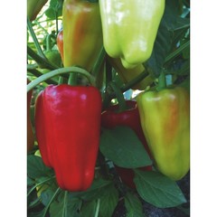 Семена Перец Джипси F1 (SEMINIS)