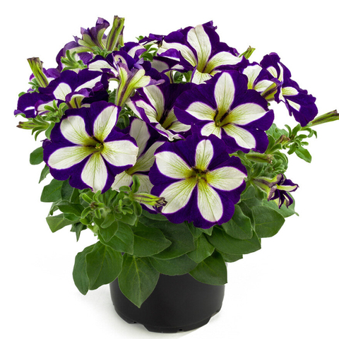 32353 Петуния CRAZYTUNIA LUCKY LILAC (ОСЕНЬ 2025)