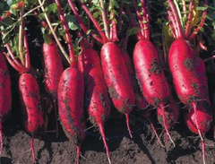 Ред Йонг F1 семена редьки (Atakama Seeds/ Атакама Сидс)