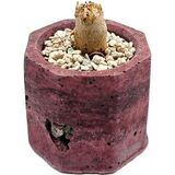 Phyllobolus tenuiflorus редкий мезембриантемовый суккулент