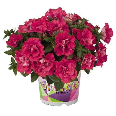 32154 Петуния ORIGAMI WATERMELON - горшок 0,5л(P9)