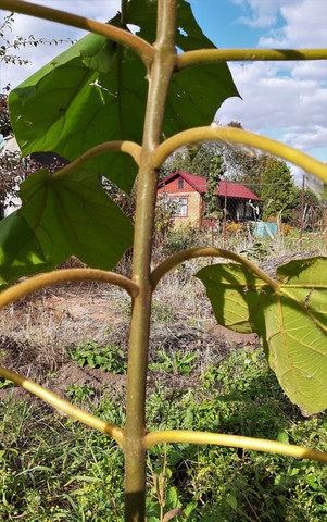 Teofrast Павловния томентоза Paulownia tomentosa