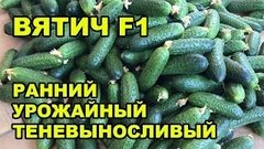 Семена Огурец Вятич F1 (Yuksel Tohum)
