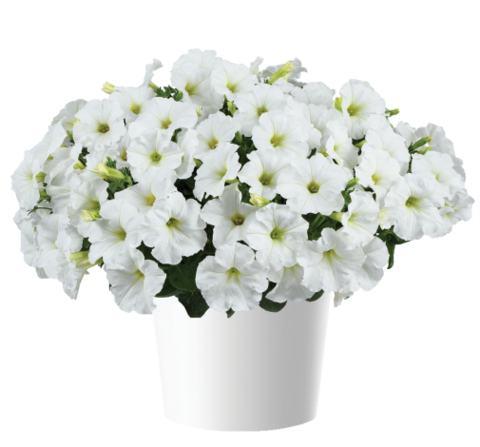 32233 Петуния CAPELLA White Imp. (Весна 2026)