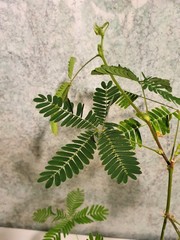 Teofrast Мимоза стыдливая mimosa pudica