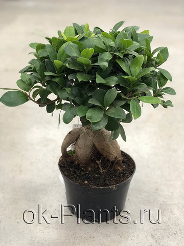 Бонсай Фикус Микрокарпа Гинсенг