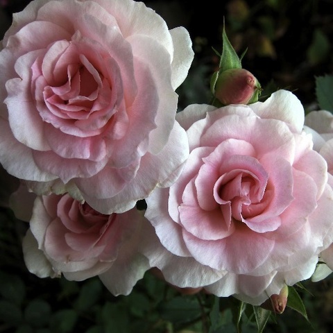 Морден Блаш (Morden Blush)