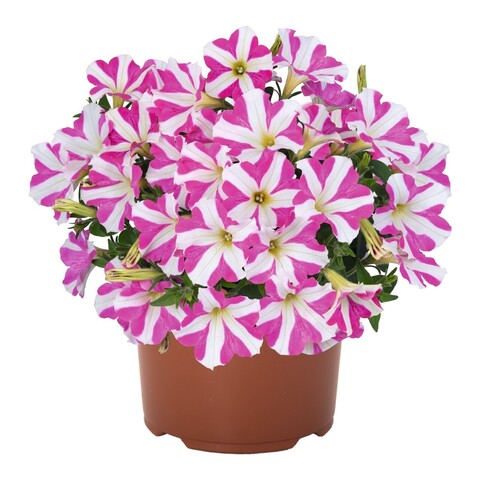32271 Петуния PEPPY PINK (SMARTUNIA WINDMILL PINK) (ОСЕНЬ 2025)