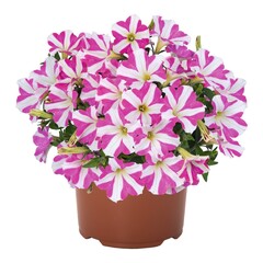 32271 Петуния PEPPY PINK (SMARTUNIA WINDMILL PINK) (ОСЕНЬ 2025)