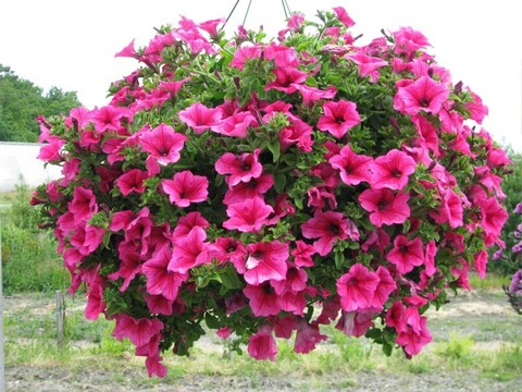 32129 Петуния SURFINIA HOT PINK (ОСЕНЬ 2025)