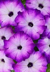 32114 Петуния CRAZYTUNIA PURPLE STORM (ОСЕНЬ 2025)