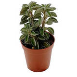 Пеперомия Вольфганг-Крани Peperomia Wolfgang-Krani D5