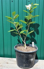 Teofrast Магнолия Зибольда Magnolia sieboldii