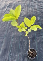 Teofrast Магнолия Зибольда Magnolia sieboldii