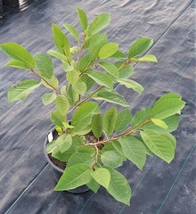 Teofrast Магнолия Зибольда Magnolia sieboldii