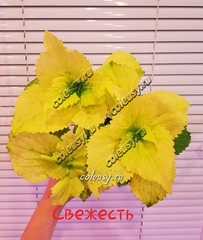 Свежесть UO колеус