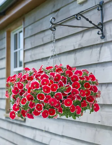 32507 Петуния DESIGNER SPINWHEEL SCARLET - горшок 0,5л(P9)