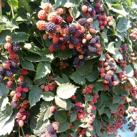 Ежевика Чачанска Бестрна (бесшипная) (ЗКС)