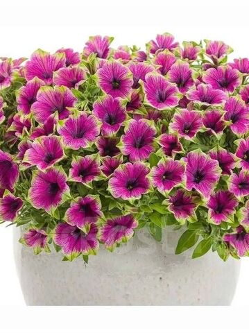 32509 Петуния PIZZAZ PURPLE - ГОРШОК 0,5Л (Р9)