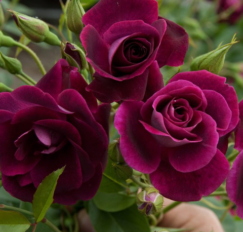 Бургунди Айс (Burgundy Ice)