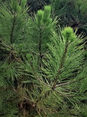 Teofrast Сосна черная pinus nigra