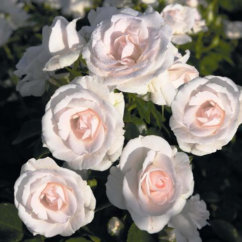 Аспирин Роз (Aspirin Rose)