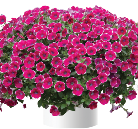 32241 Петуния CASCADIAS RIM CHIANTI (ОСЕНЬ 2025)