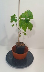 Teofrast Саженцы Виноград кишмиш Аватар